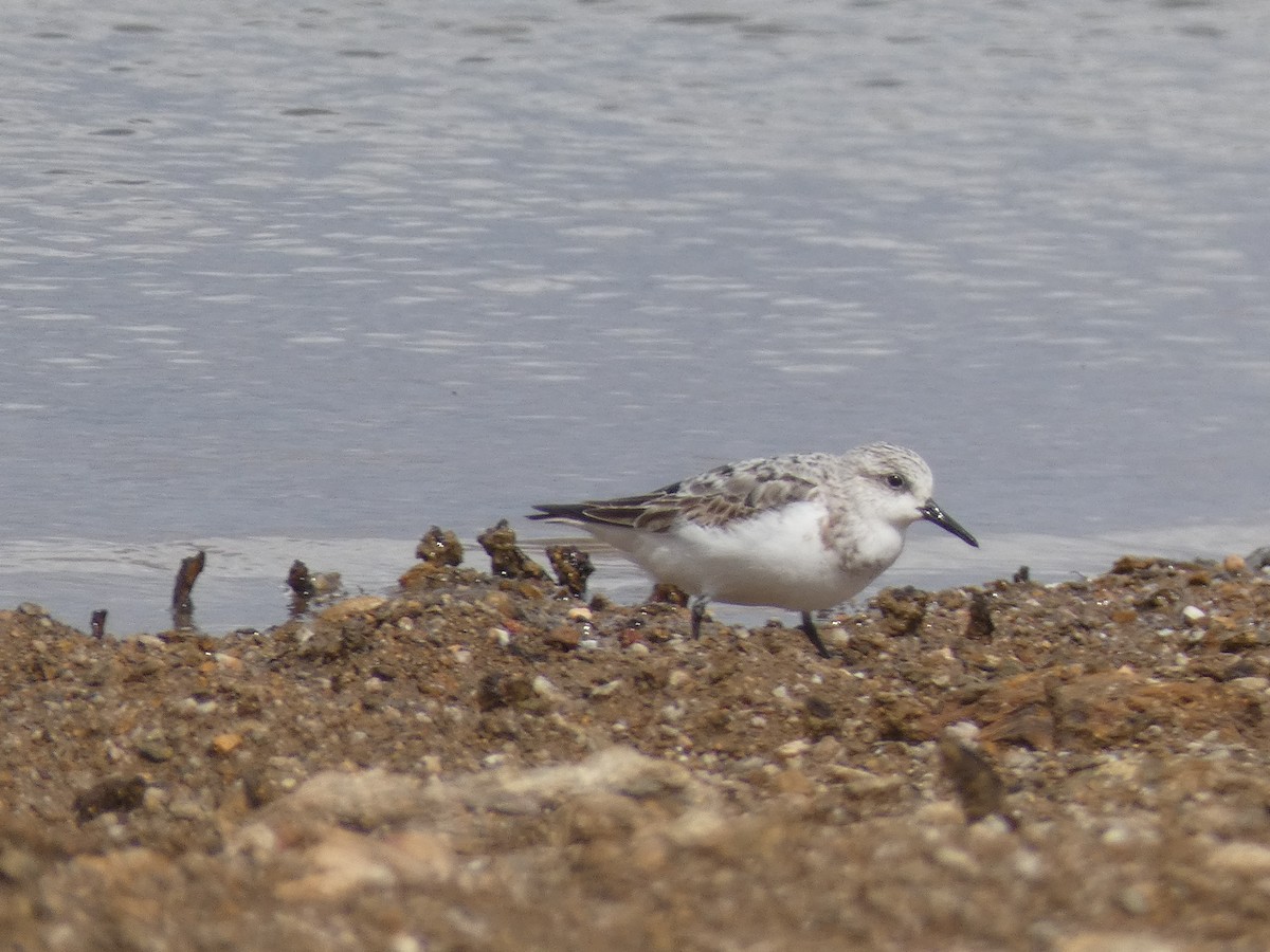 Sanderling - ML483844171