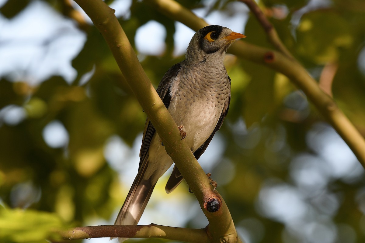 Noisy Miner - ML48384431