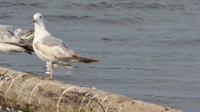 Mouette de Bonaparte - ML483845