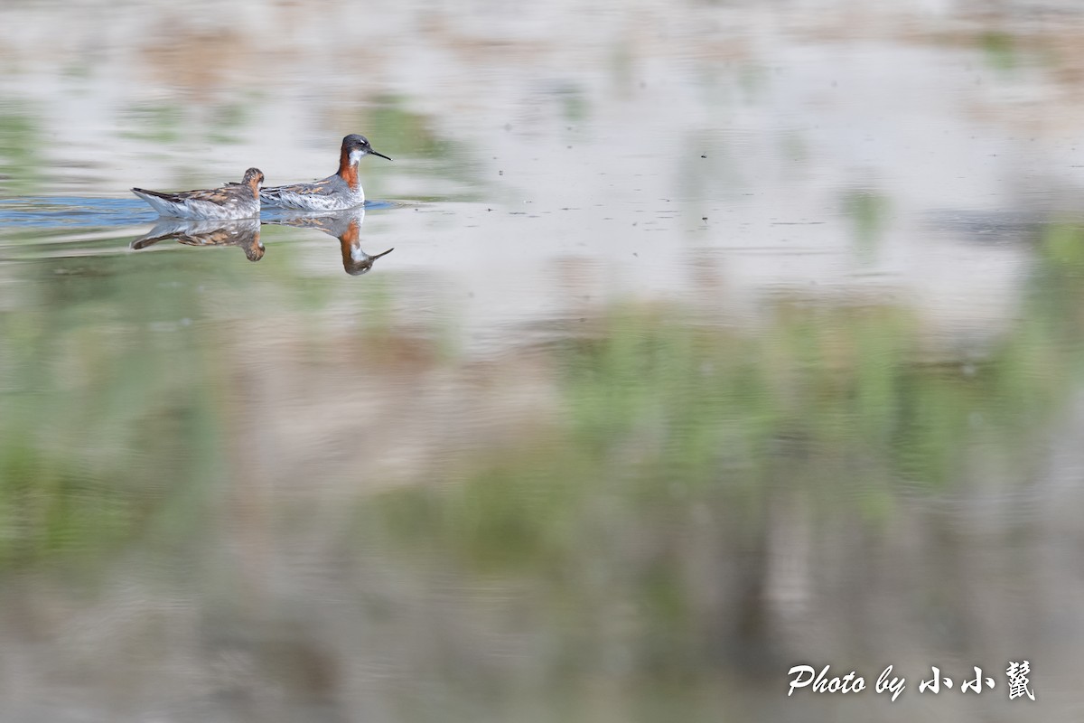 svømmesnipe - ML483845271