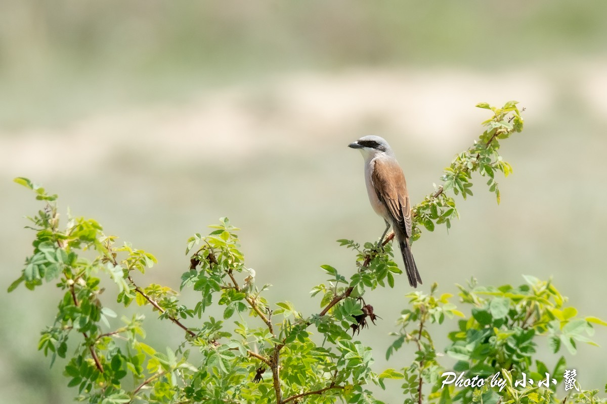 Red-backed Shrike - ML483845641