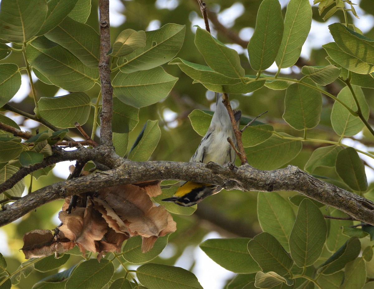 Yellow-throated Warbler - Michelle Carter Echegaray
