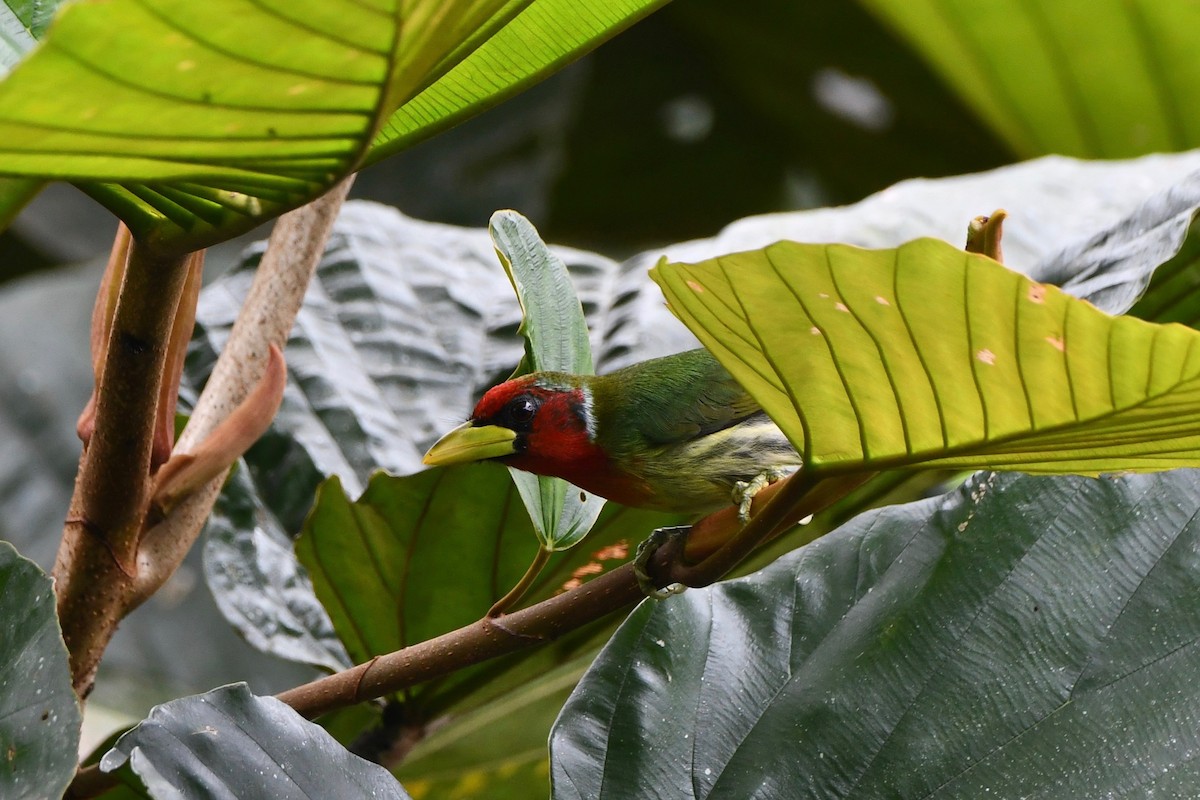 Red-headed Barbet - ML483850291