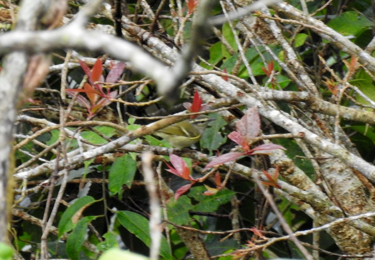 Ashy-throated Warbler - ML48385131