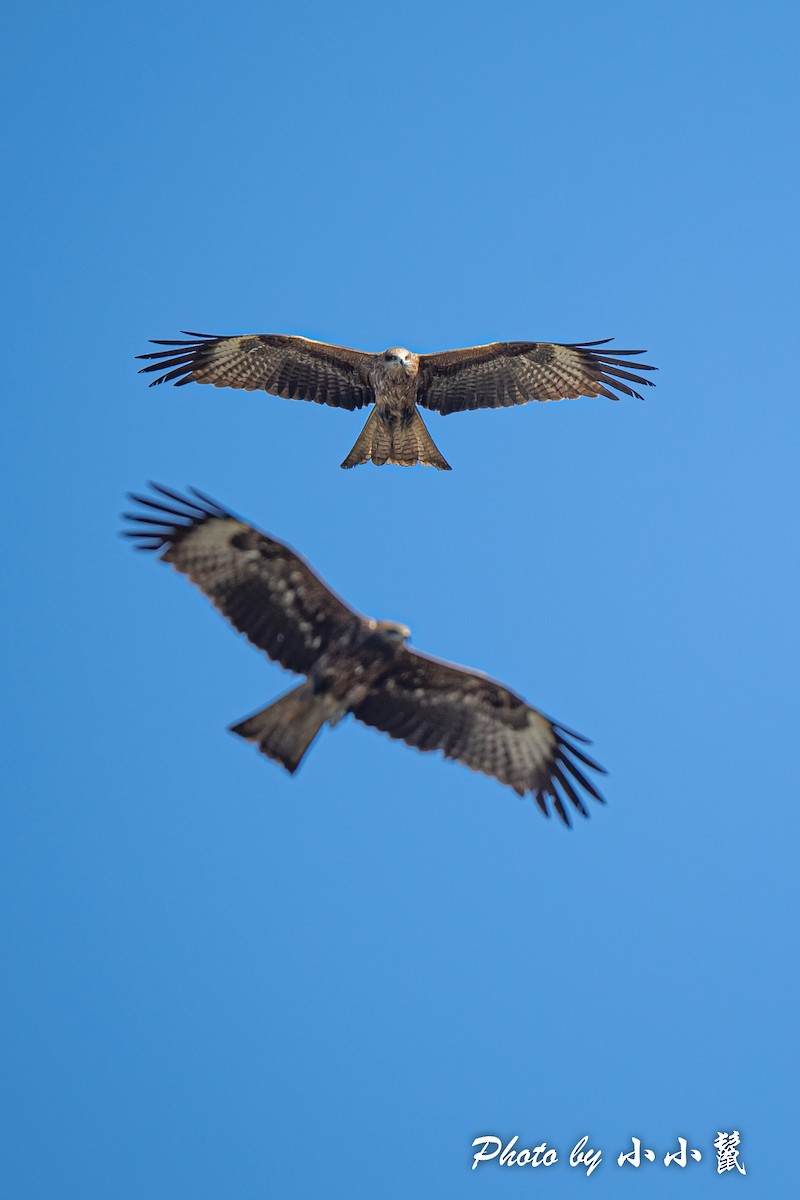 Black Kite - ML483851471