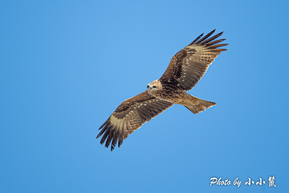 Black Kite - ML483851481