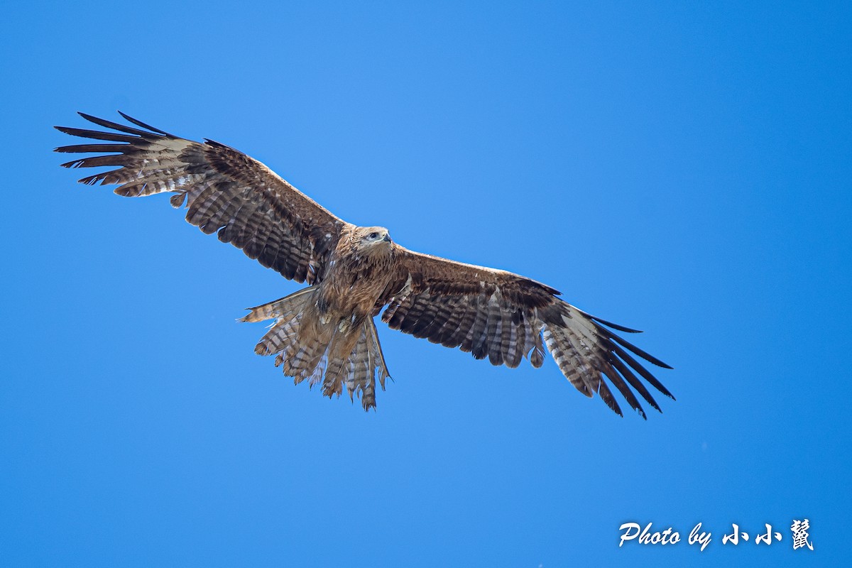 Black Kite - ML483851501