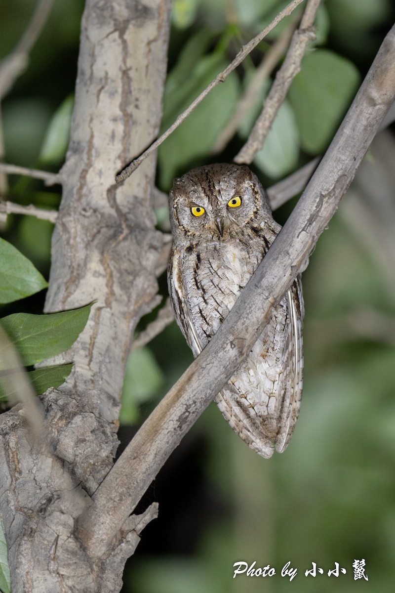 Eurasian Scops-Owl - ML483851711