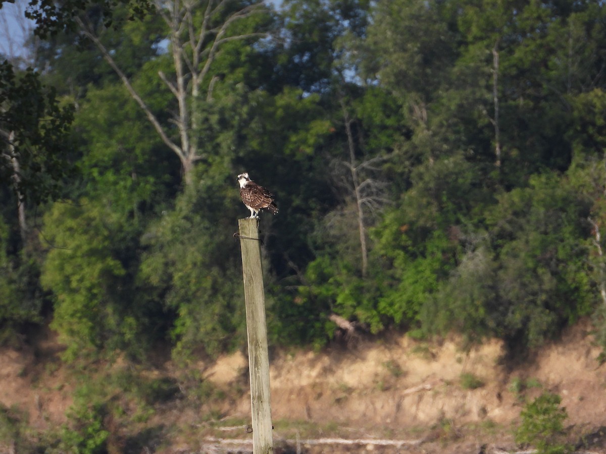 Osprey - ML483852111