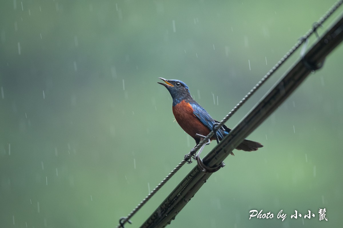 Chestnut-bellied Rock-Thrush - ML483852831