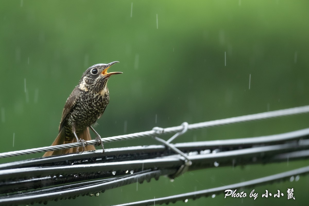 Chestnut-bellied Rock-Thrush - ML483852841