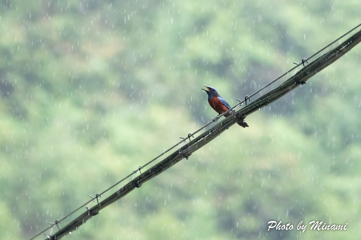 Chestnut-bellied Rock-Thrush - ML483852861