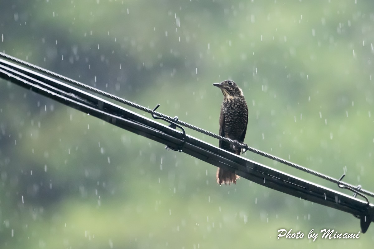 Chestnut-bellied Rock-Thrush - ML483852871