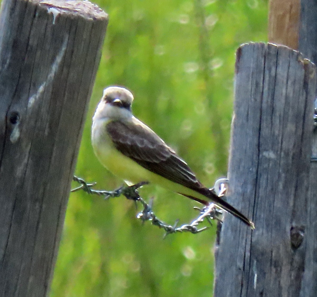 Western Kingbird - JoAnn Potter Riggle 🦤