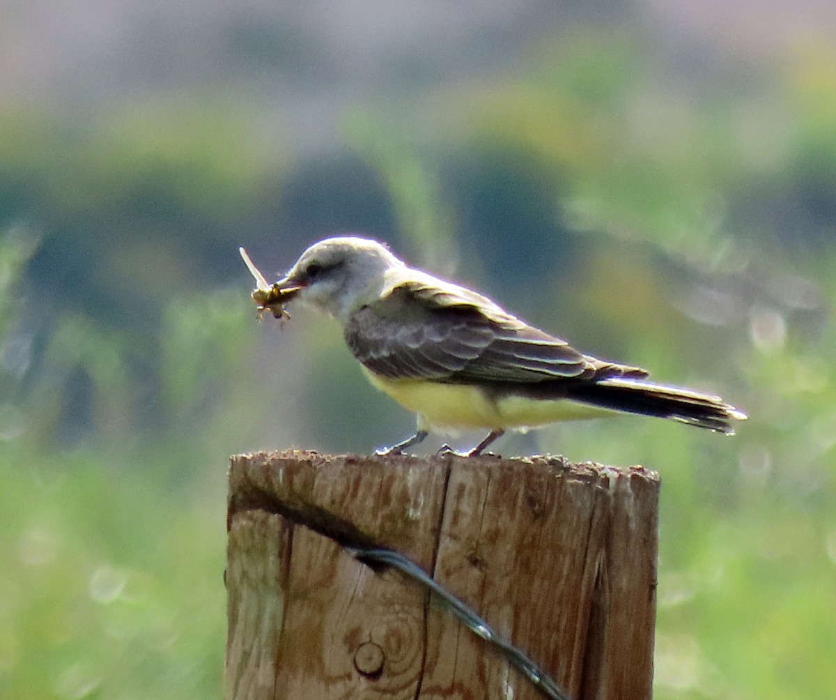 Western Kingbird - JoAnn Potter Riggle 🦤