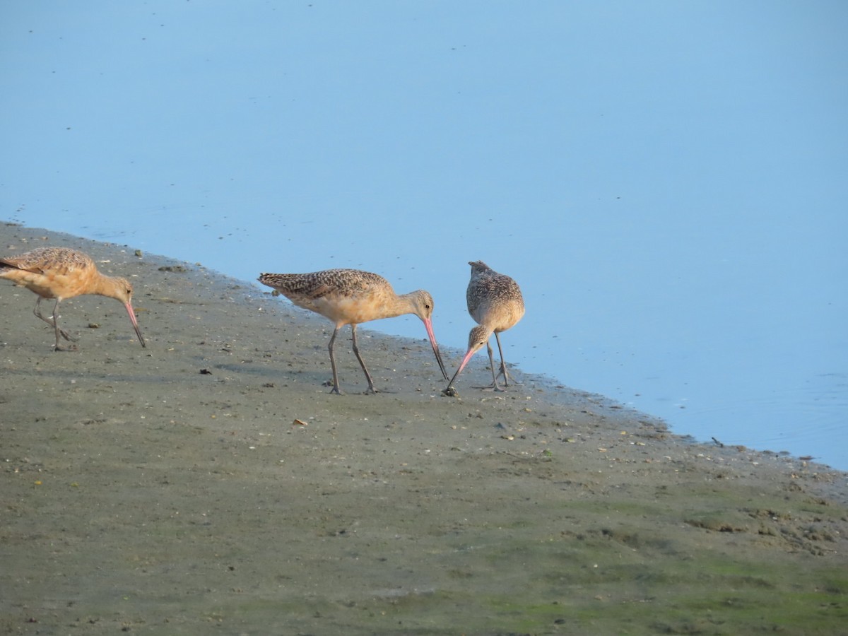 Marbled Godwit - ML483854541