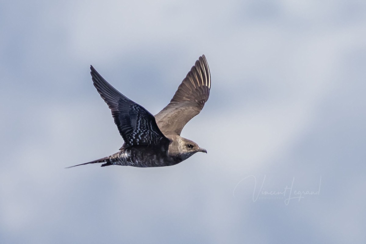 Long-tailed Jaeger - ML483856291