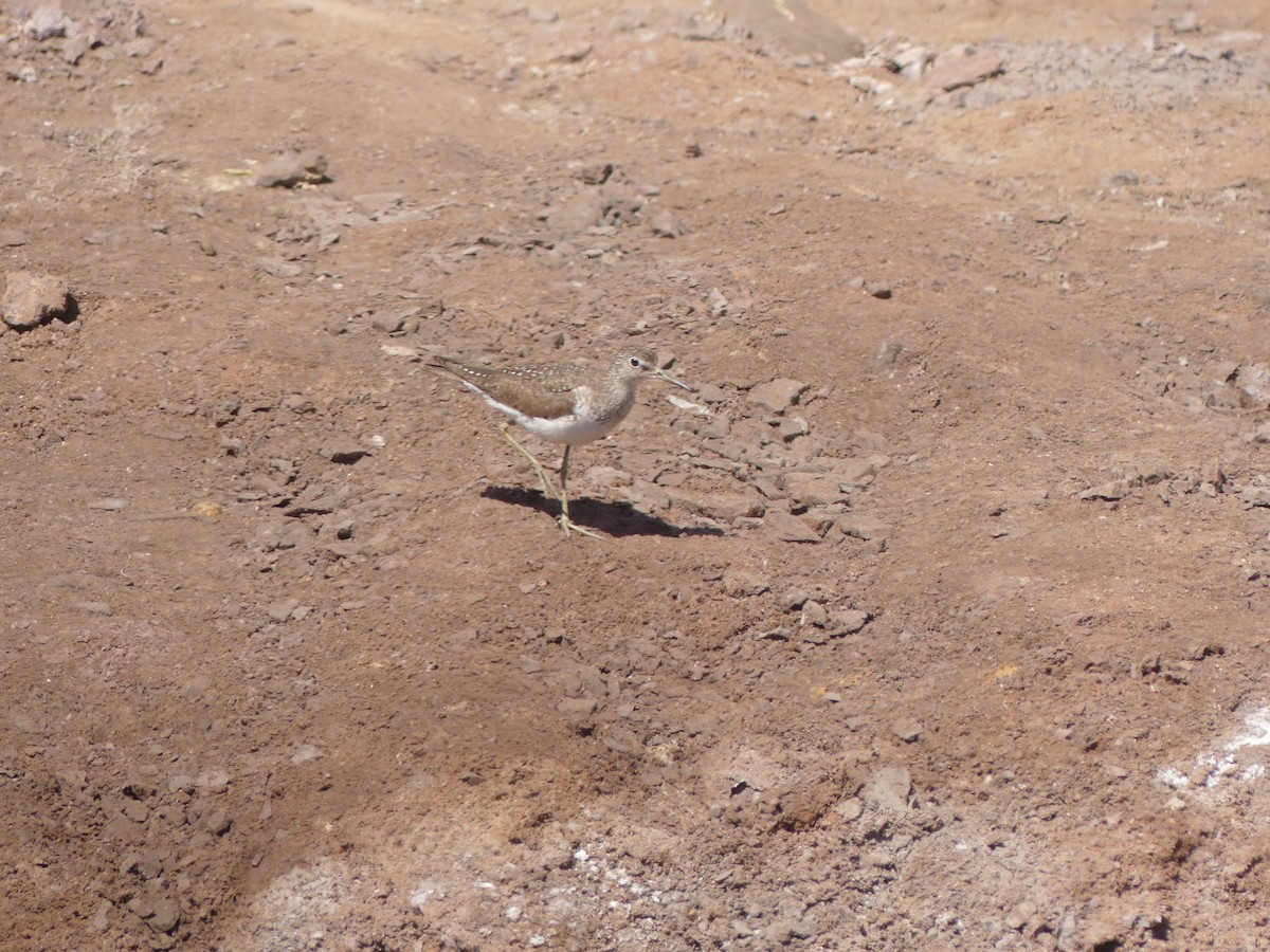 Solitary Sandpiper - ML483856531