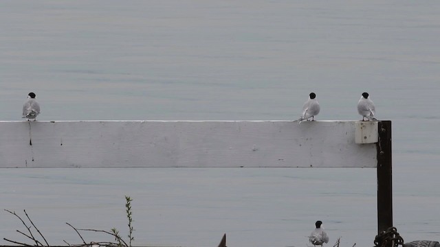 Common Tern - ML483857