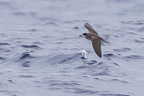 Fea's Petrel - ML483857251