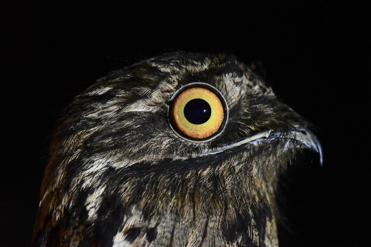Common Potoo - ML483858031