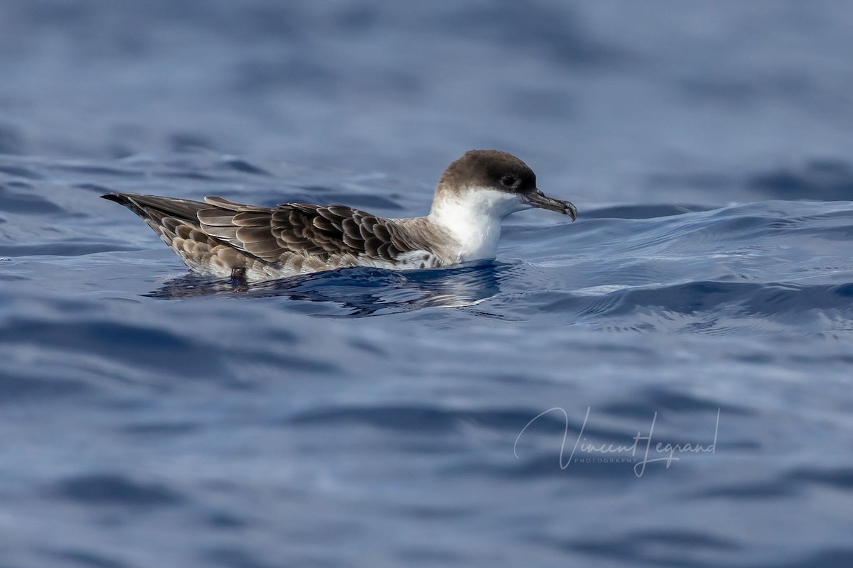 Great Shearwater - ML483858051