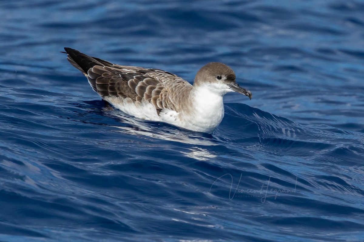 Great Shearwater - ML483858071