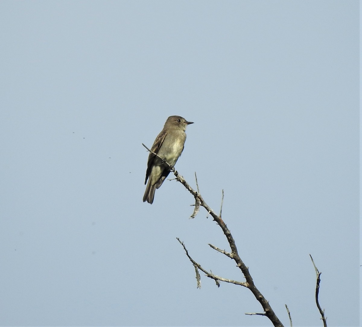 Western Wood-Pewee - ML483858131