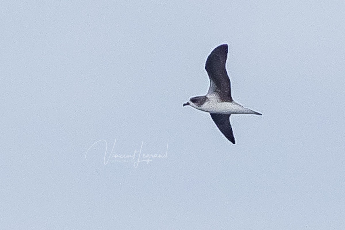 Fea's Petrel - ML483858401