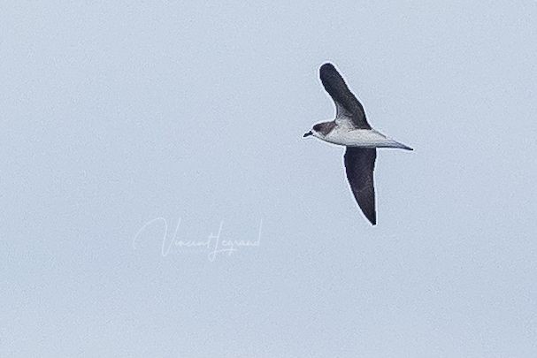 Fea's Petrel - ML483858441