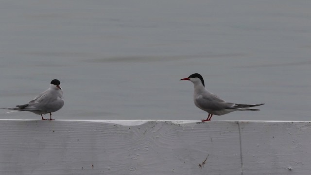 Common Tern - ML483860