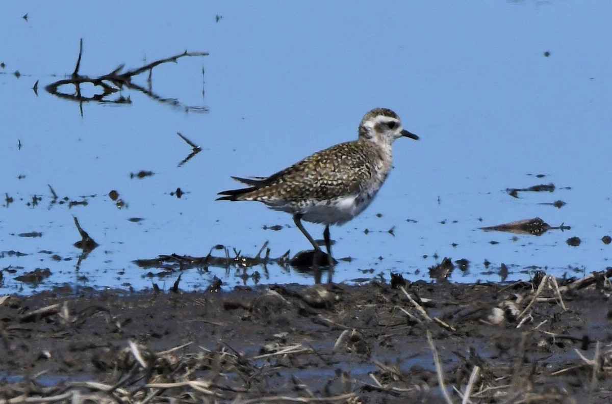 Urre-txirri amerikarra - ML483860231