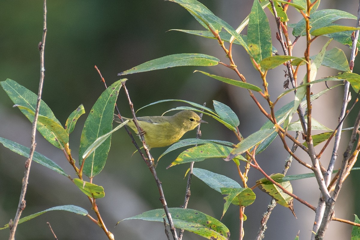 Orange-crowned Warbler - ML483860711