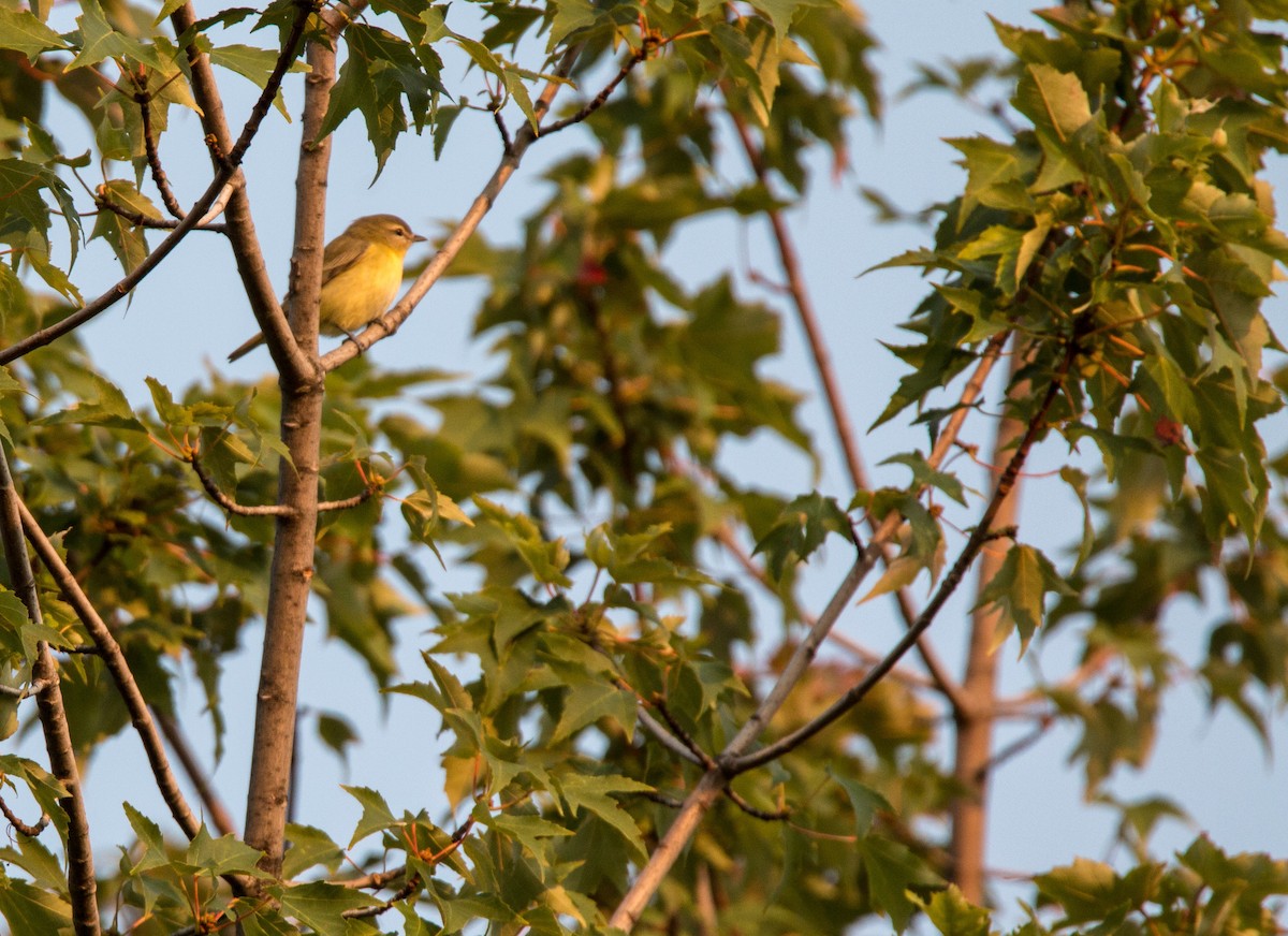Philadelphia Vireo - ML483860851