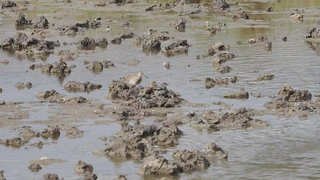 Pectoral Sandpiper - ML483861391