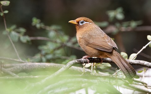 Chinese Hwamei - Garrulax canorus - Media Search - Macaulay