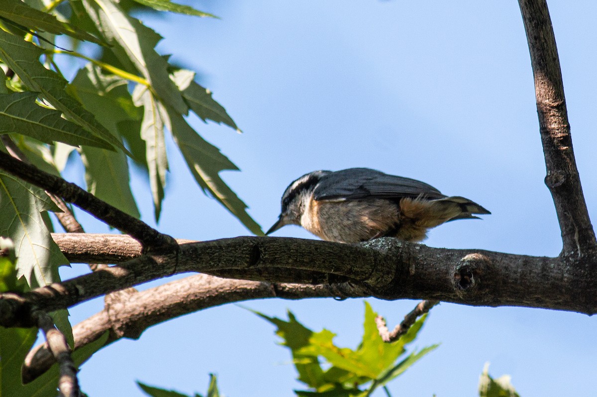 Red-breasted Nuthatch - ML483862171