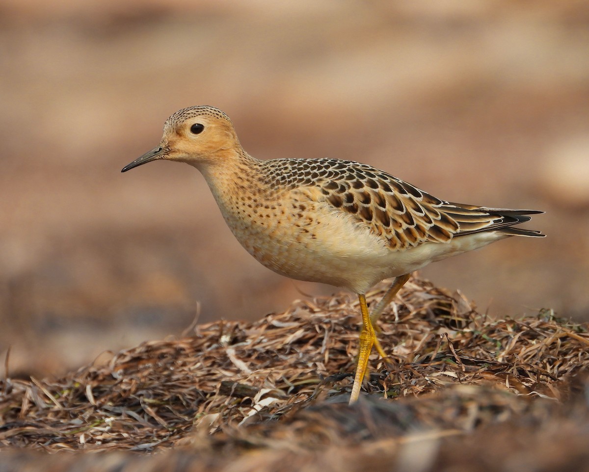 Buff-breasted Sandpiper - Kalin Ocaña