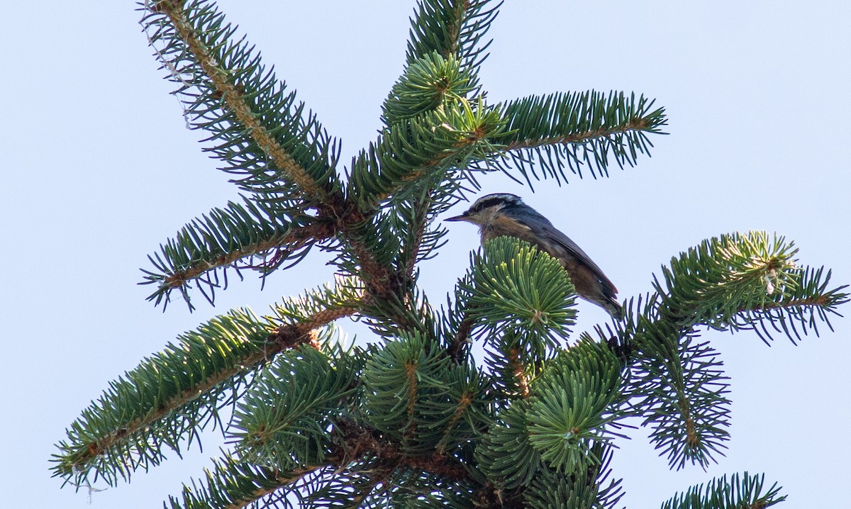 Red-breasted Nuthatch - ML483862741