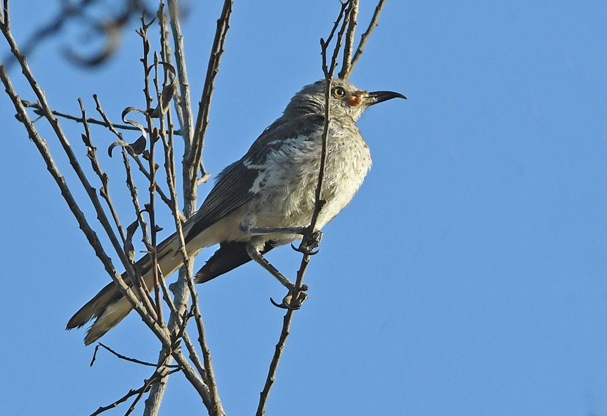 Northern Mockingbird - ML483864411