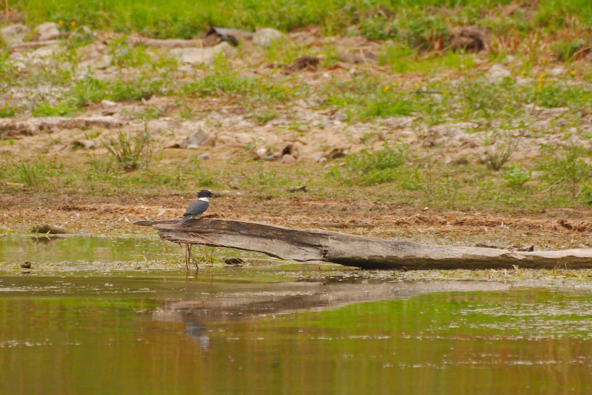 Belted Kingfisher - ML483865041