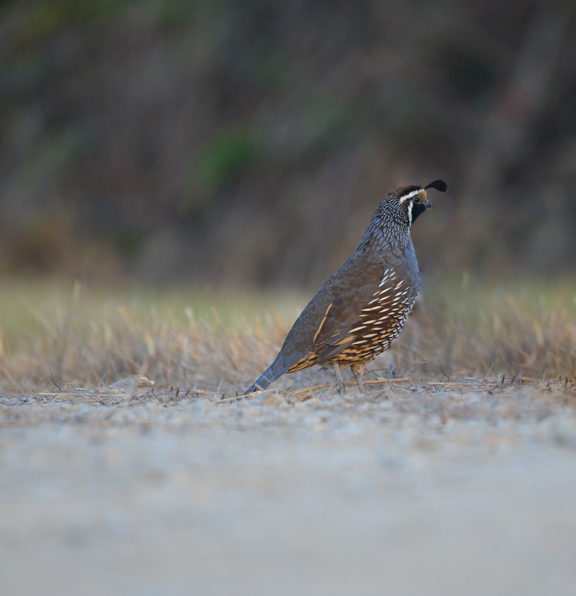 California Quail - ML483865511