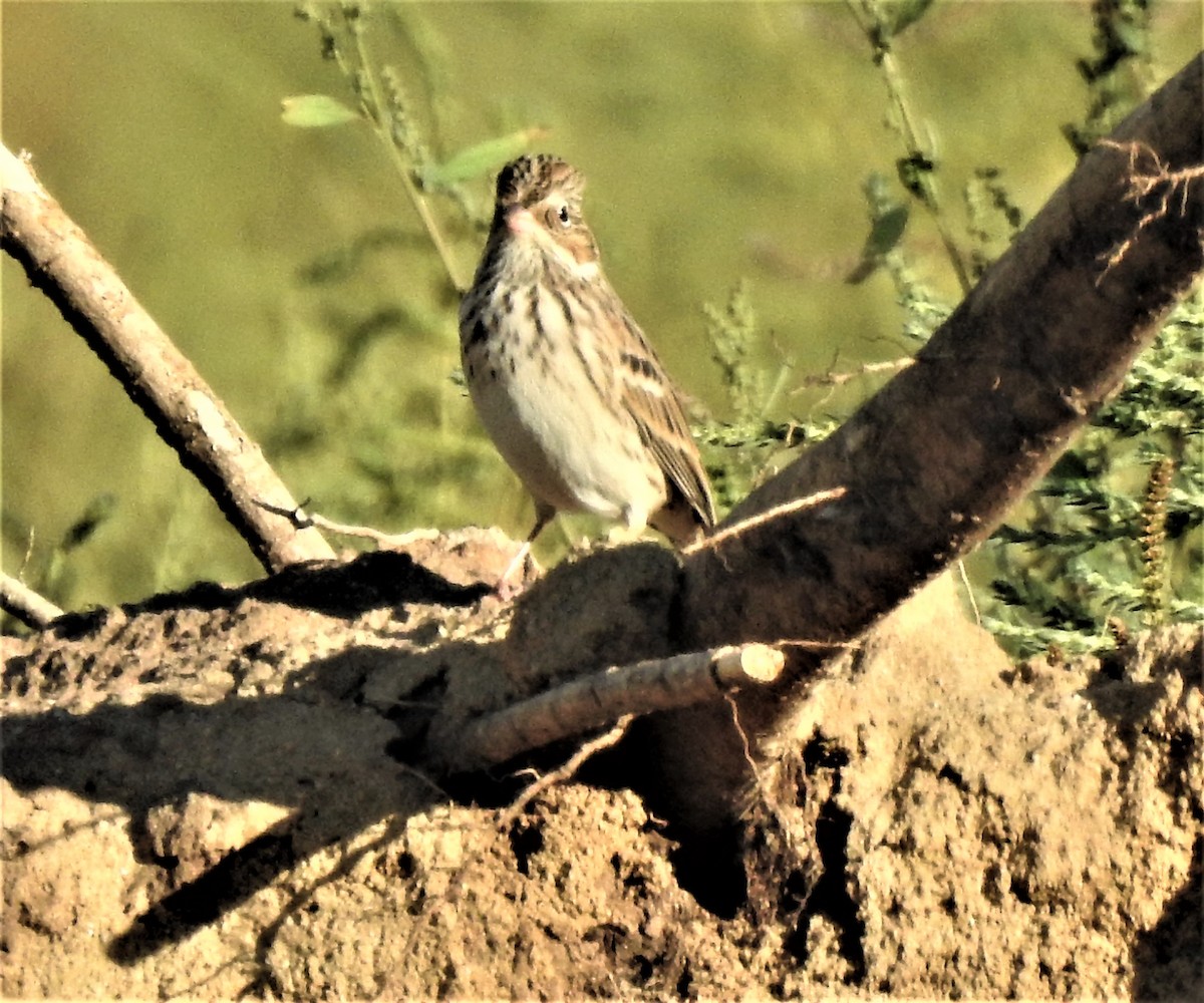 Akşamcı Serçe - ML483865761