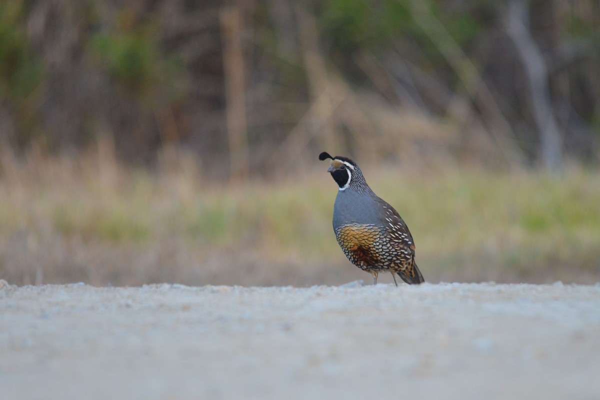 California Quail - ML483866191