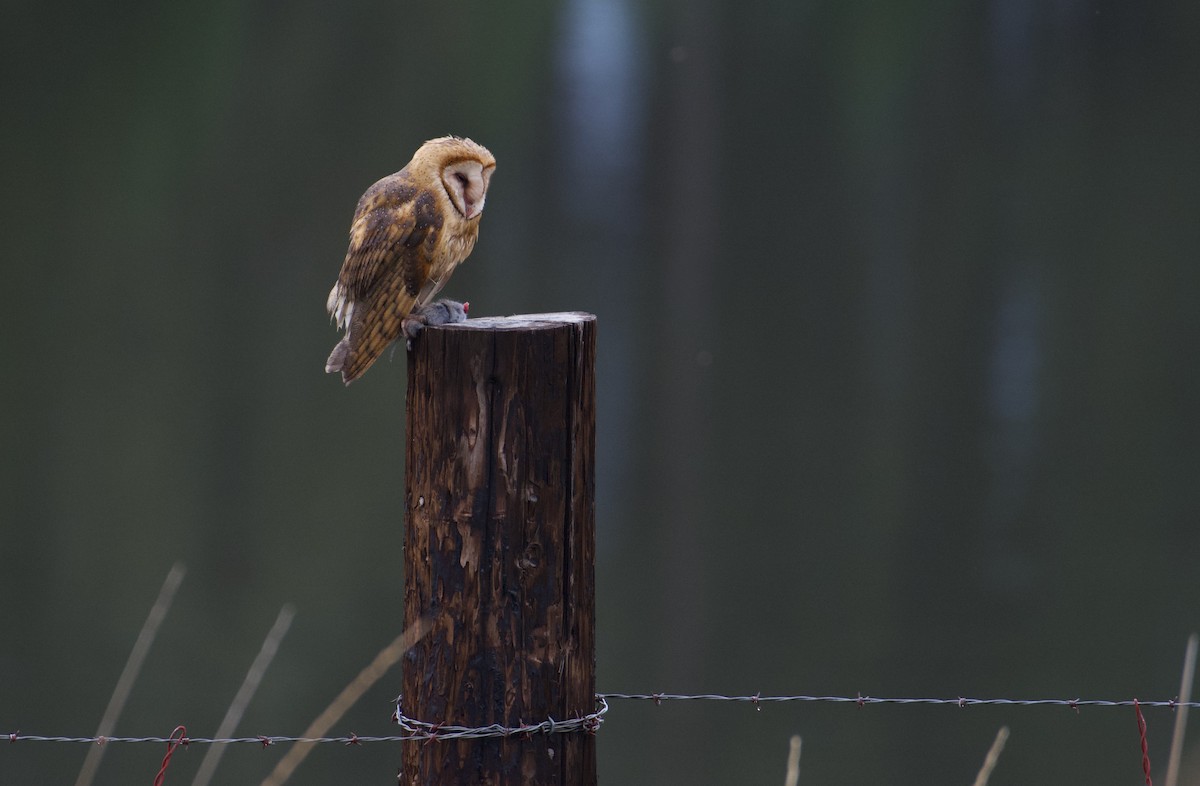 Barn Owl - Bridget Spencer