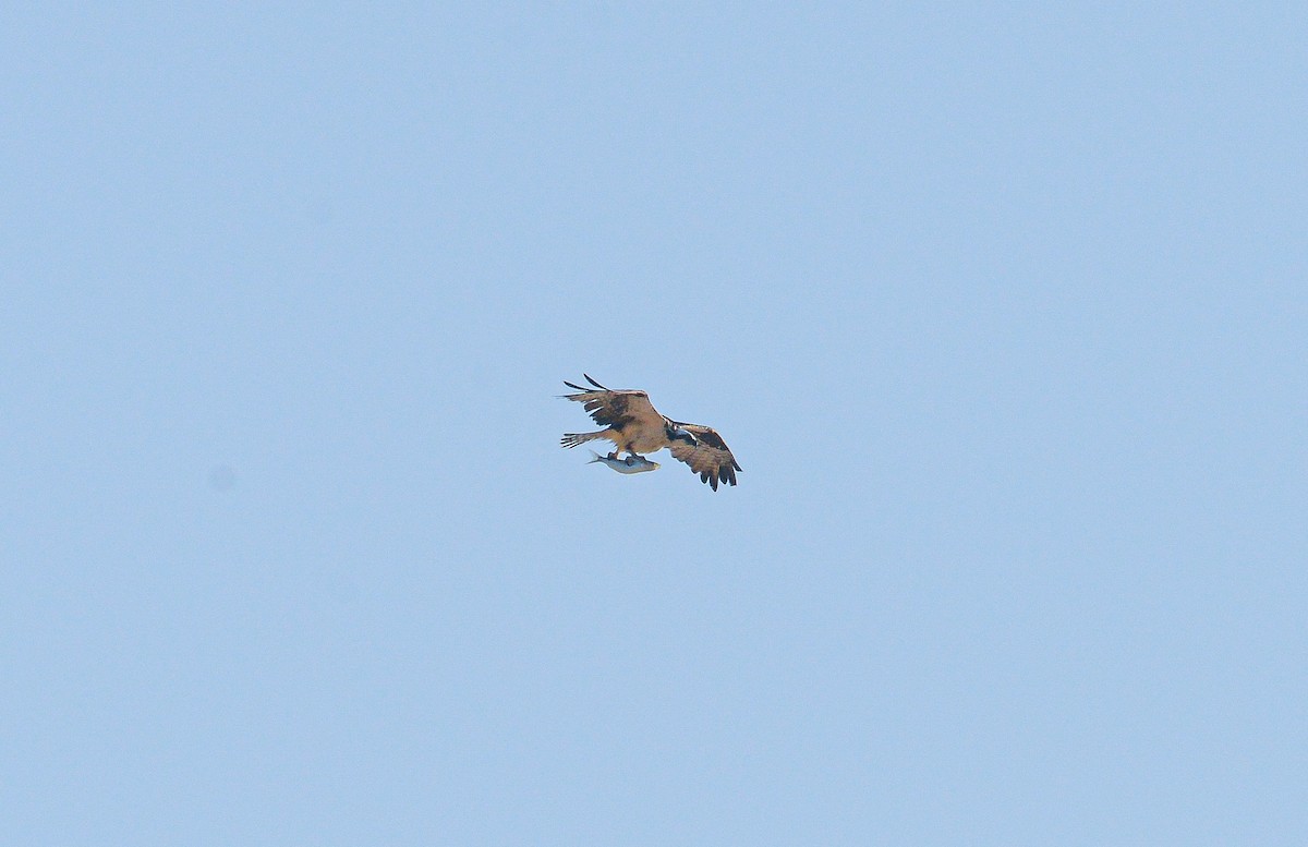 Osprey - ML483866711