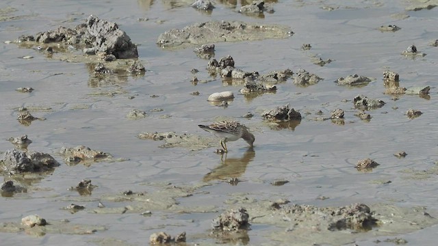 Pectoral Sandpiper - ML483867441