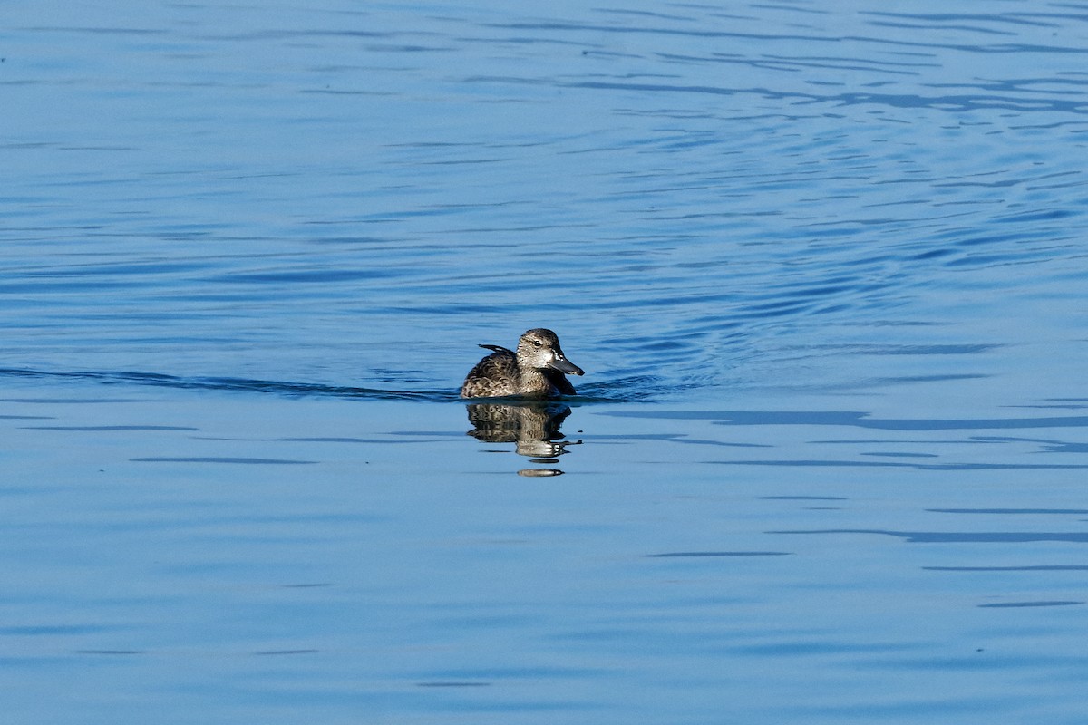 Blue-winged Teal - ML483868651