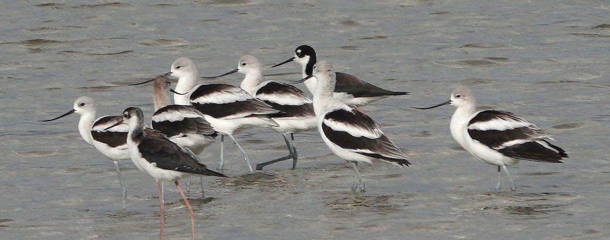 Avocette d'Amérique - ML483870161