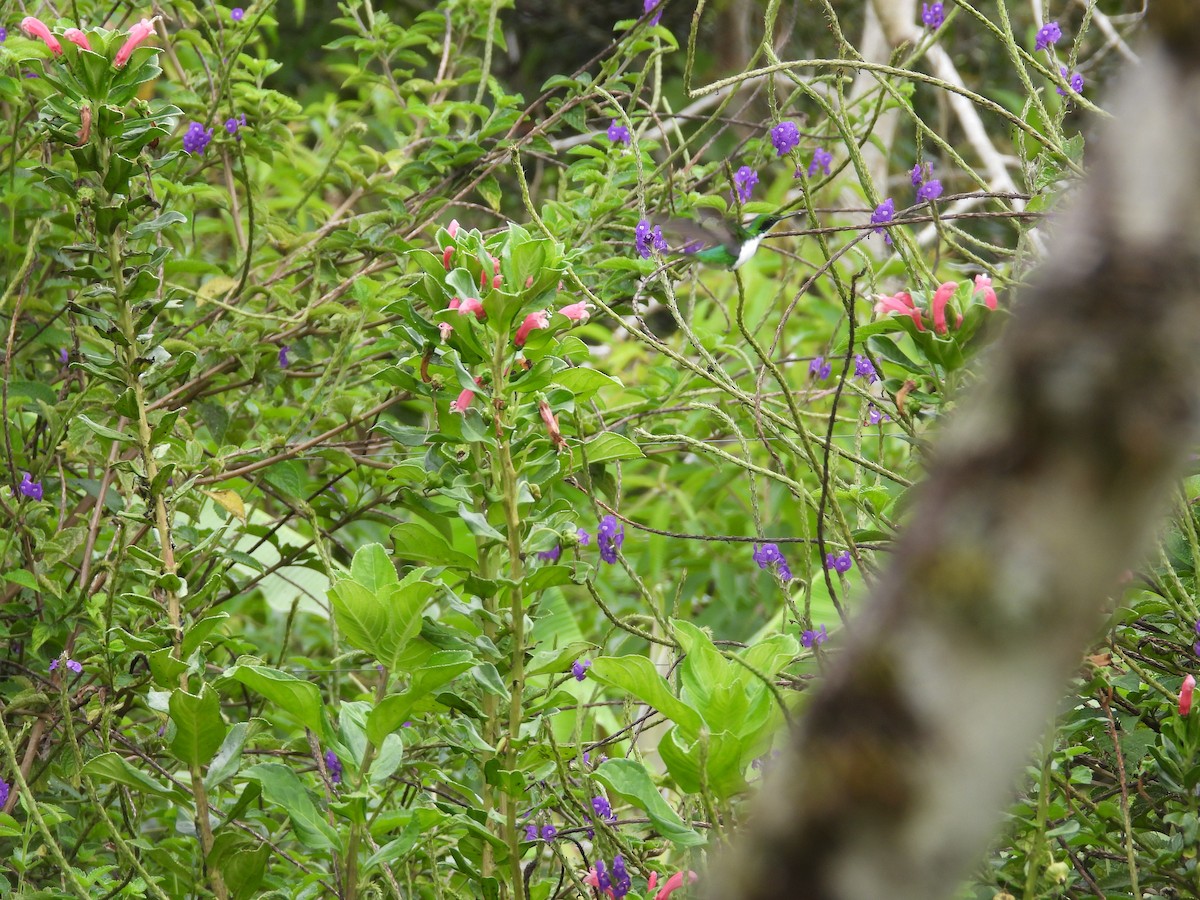 Черноухая колибри-фея - ML483870441